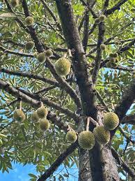 images (21)